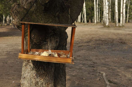 A birdhouse on a tree in the forestの写真素材