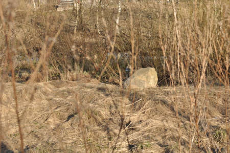 Stones on the sandの写真素材