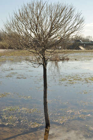 Tree by the riverの写真素材