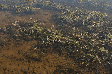 Algae in waterの写真素材
