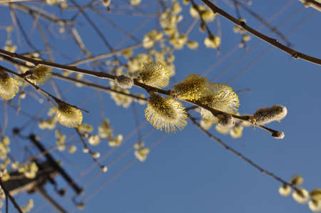 Branch of a tree with yellow flowering buds against the blue skyの写真素材