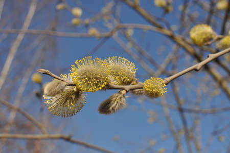 Branch of a tree with yellow flowering buds against the blue skyの写真素材
