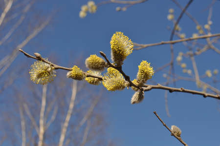 Branch of a tree with yellow flowering buds against the blue skyの写真素材