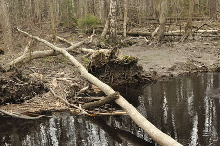 Fallen trees in the forest on the water