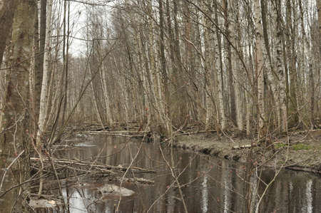 forest Lakeの写真素材
