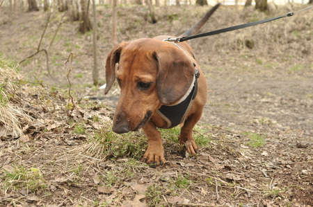 Dachshund for a walkの写真素材