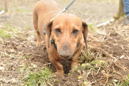 Dachshund for a walkの写真素材