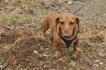 Dachshund for a walkの写真素材