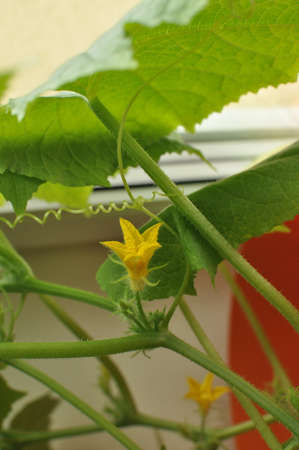 Flowering cucumberの写真素材