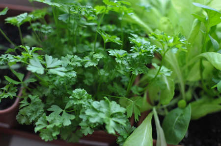 Fresh parsley and arugulaの写真素材