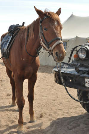 Horse Brownの写真素材