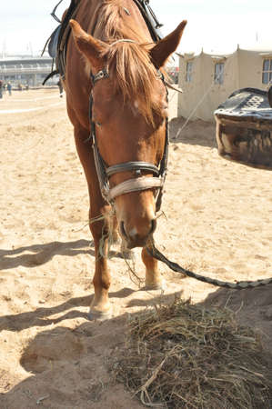 The horse eats hayの写真素材