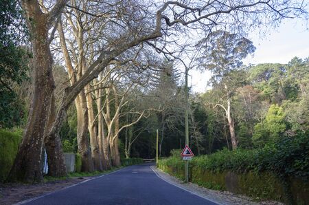 Trees alleyの写真素材