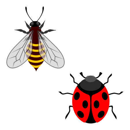 Vector illustration of isolated ladybird and bee on white backgroundのイラスト素材