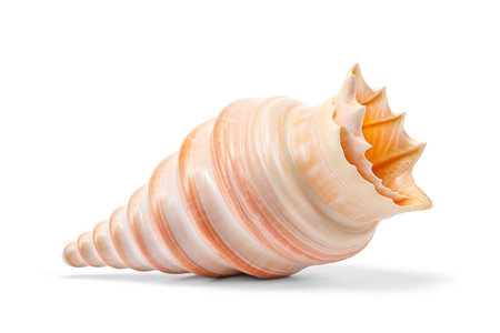 Spiral sea shell closeup on white background. Natural sea life macro studio shotの素材