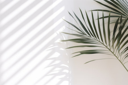 White wall background with palm leaves and soft sun shadow. Empty surface with copy space minimal summer backdropの素材