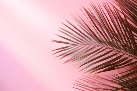 Pink background with tropical palm leaves and soft shadow. Empty wall with copy space surface minimal summer backdropの素材