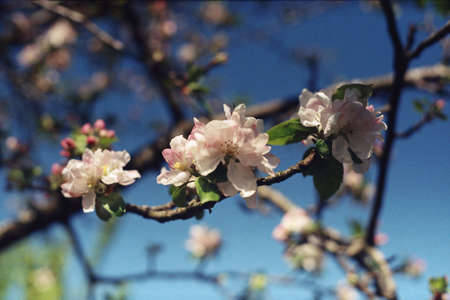 Flowers on an apple-tree