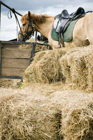 Haystack and a beige horse on a backgroundの写真素材