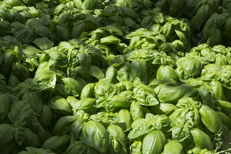 the background is a lot of fresh green basil with a ray of lightの写真素材