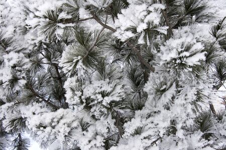 background from coniferous vetkok zamoroyenny and covered inniy