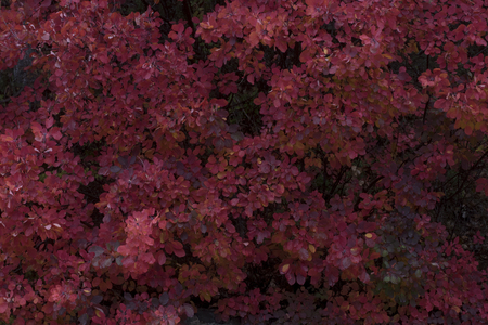 background with small bright red leavesの写真素材
