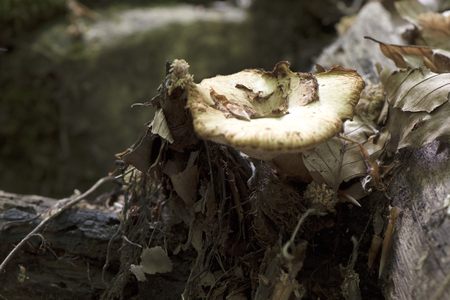 fresh mushroom with leaves branches about a treeの写真素材