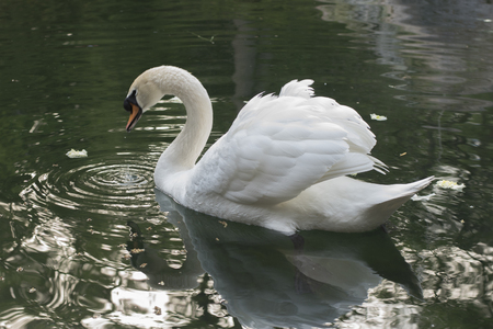 swan on the lake with reflectionの写真素材