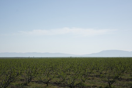 Vineyards and mountainsの写真素材