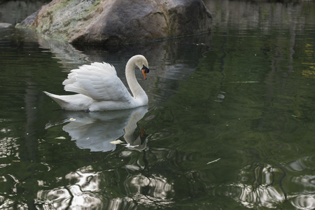 swan on the lakeの写真素材