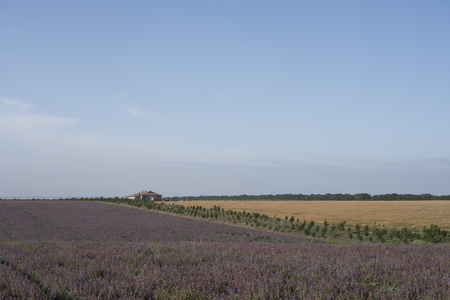 Field of lilac flowers near the house summer landscapeの写真素材