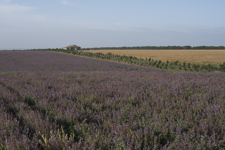 Field of lilac flowers near the house summer landscape close upの写真素材