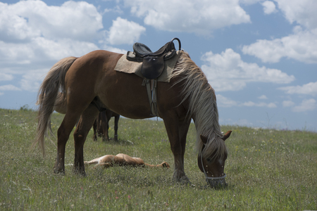 bay horse in a harnessの写真素材