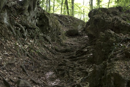 the trail between the rocks in the forestの写真素材