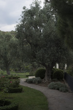 Park with paths, fence. along the path there are large, old beautiful olive trees, flowerbeds with a red rose, bushes trimmed with balls by the gardener. the season of autumn. gray sky.の写真素材