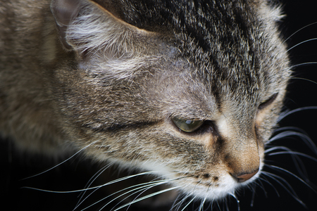 close-up of grey cat with stripes and letter M on looks, on black backgroundの写真素材