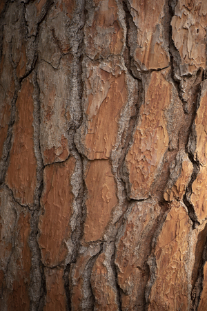 background photo with a dry brown crust. the bark of the tree is dry, with a vertical pattern.the veins between the individual elements are darkerの写真素材