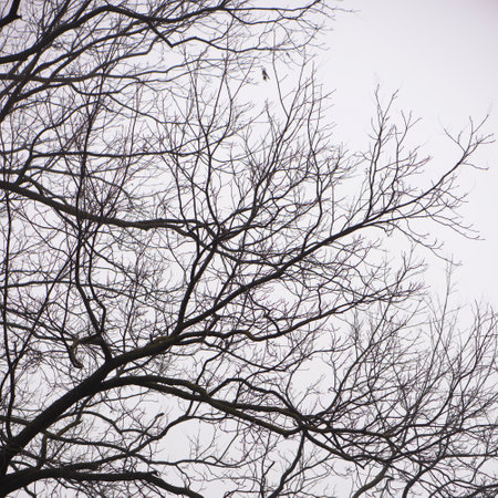 lonely branches without leaves on the background of the gloomy sky in autumn, a sense of longing, loneliness,の写真素材