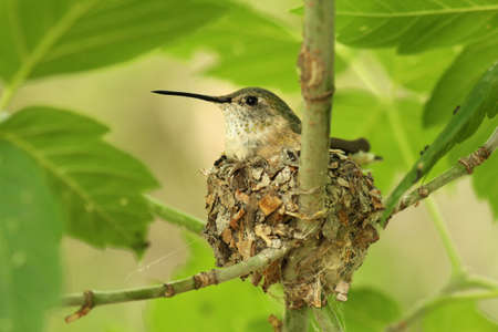 Hummingbird sitting on her Nestの写真素材