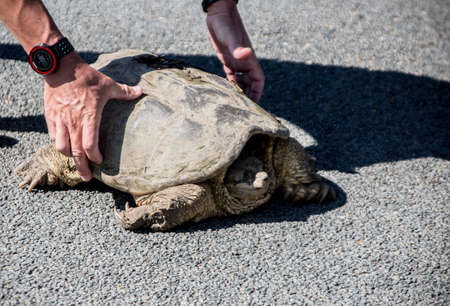 Turtle in Middle of Triathlon