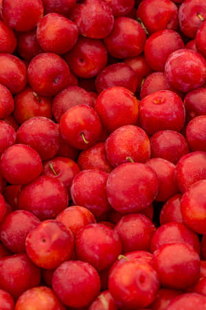 Red plumsの写真素材