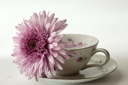Pink Daisy resting in delicate cupの写真素材