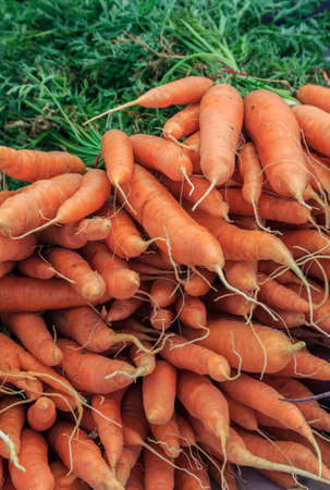 Garden Fresh Carrotsの写真素材