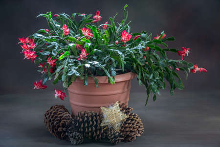 Christmas cactusの写真素材