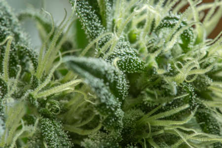 Marijuana flowerの写真素材