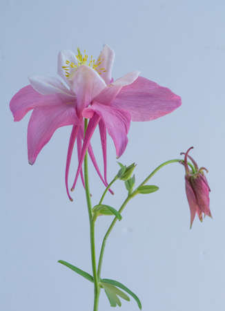 Columbineの写真素材