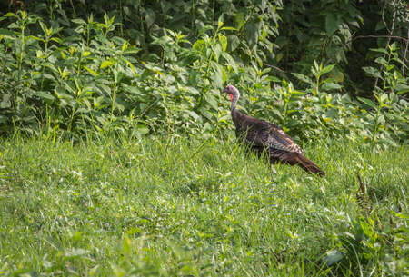 Wild Turkey