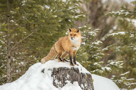 Red Fox in forrest sceneの写真素材