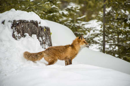 Red Fox in Winter snow sceneの写真素材