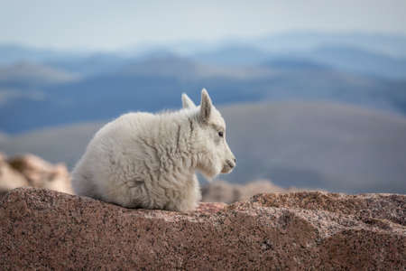 Baby Mountain Goatの写真素材